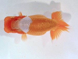 研究会　立行司　岩下孝広　尾道