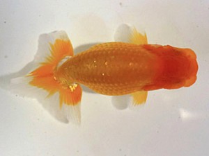 研究会　東取締　村上暢彦　浅口