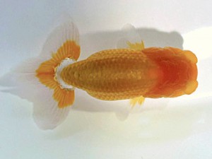 研究会　西取締　森分陵司　広島