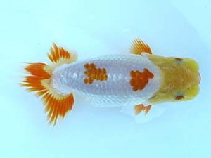 観栄らんちう会　研究会　1位　安藤　寛