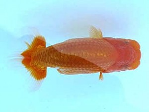 観栄らんちう会　研究会　2位　清田良也