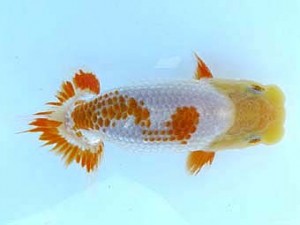 観栄らんちう会　研究会　3位　鈴木和男