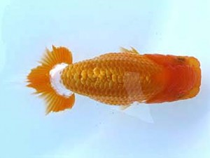 観栄らんちう会　研究会　4位　鈴木克巳