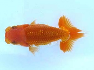 観栄らんちう会　研究会　1位　茂木  彰