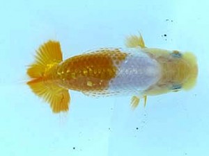 観栄らんちう会　研究会　2位　小澤忠幸