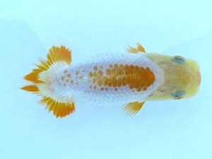 観栄らんちう会　研究会　3位　安藤　寛