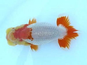 観栄らんちう会　研究会　4位　飯島紳一