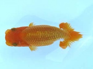 観栄らんちう会　研究会　5位　小山徹志