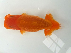 観魚会　第一回研究会　東大関　矢ケ崎伸司