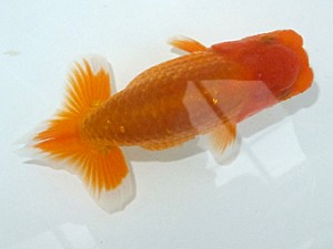 観魚会　第一回研究会　西大関　齋藤一成