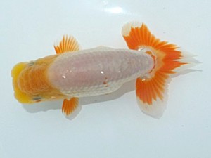 観魚会　第一回研究会　立行司　荻谷冨士夫