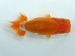 観魚会　第一回研究会　取締二　酒井　昇