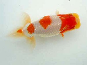 観友らんちう会　研究会　1位　安田光伸