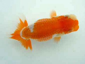 観友らんちう会　研究会　3位　相馬健一