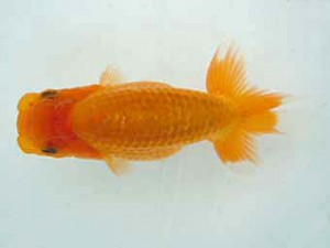 観友らんちう会　研究会　4位　花岡博昌