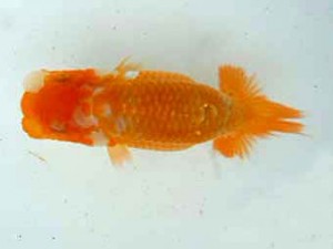 観友らんちう会　研究会　5位　福沢　誠