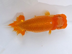 研究会　東大関　長谷川政司