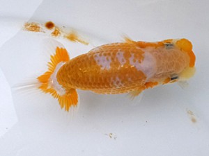 研究会　西大関　滝瀬健治