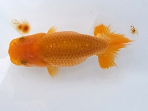 研究会　立行司　林　政信