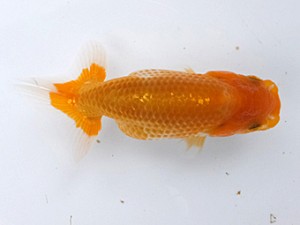 研究会　取締一　長井俊之