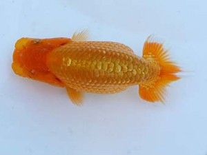 錦蘭会　夏季品評大会　立行司　植松　啓　新宮