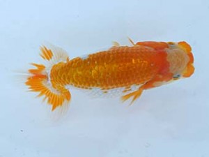 錦蘭会　夏季品評大会　取締一　内田　扶　御坊