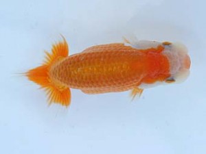 錦蘭会　夏季品評大会　取締二　小林保治　堺