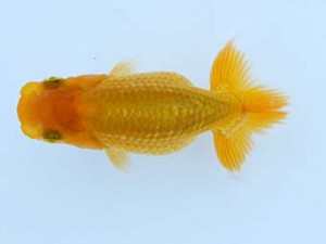 錦蘭会　夏季品評大会　東大関　朝岡昌和　守口