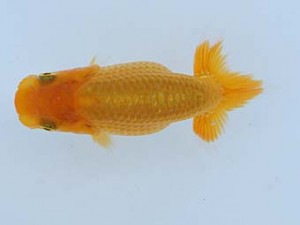 錦蘭会　夏季品評大会　立行司　朝岡昌和　守口