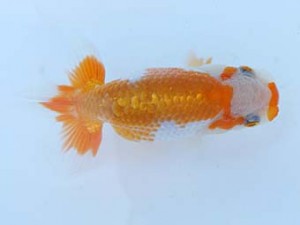 錦蘭会　夏季品評大会　取締二　篠原勝志　守口