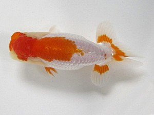 錦友会　研究会　東大関　安藤　寛 (森町)