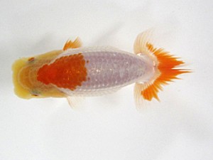 錦友会　研究会　西大関　鈴木和男 (浜松市)