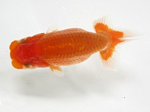 錦友会　研究会　東取締　大久保敏男 (豊橋市)