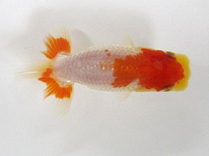 錦友会　研究会　西取締　平野睦二 (浜松市)