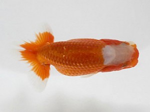 喜楽らんちゅう会　第二回研究会　1席　矢ヶ崎伸司　堀切