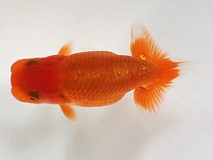 喜楽らんちゅう会　第二回研究会　2席　杉本晃章　足立