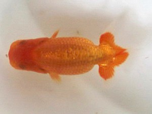 喜楽らんちゅう会　第二回研究会　3席　林　和明　足立