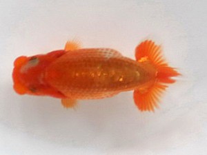 喜楽らんちゅう会　第二回研究会　4席　滝瀬健二　北本