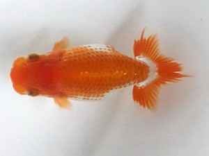 喜楽らんちゅう会　第二回研究会　5席　木村文夫　葛飾