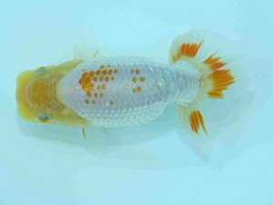 好鱗会　第一回研究会　第一位　丸山克昌