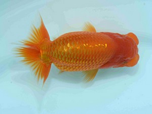 好鱗会　第一回研究会　第四位　田中誠慈