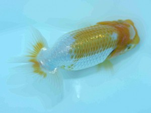 好鱗会　第一回研究会　第五位　新倉健次