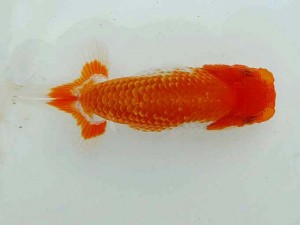 合同研究会　東大関　西川隆司　三河金鱗会