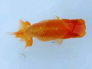 合同研究会　西大関　内藤　治　名古屋愛好会
