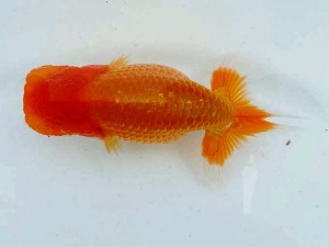 合同研究会　立行司　内藤　治　名古屋愛好会