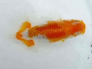 合同研究会　取締一　近藤嘉則　三河金鱗会