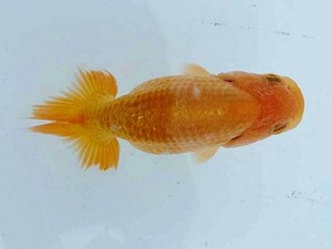 合同研究会　取締二　小笠原 茂　三河金鱗会