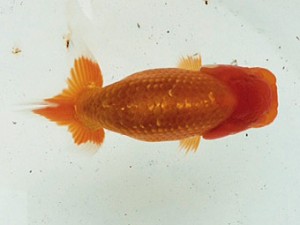 研究会　3席　小林一仁（福島）