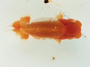 研究会　5席　奥津虎之介（石巻）