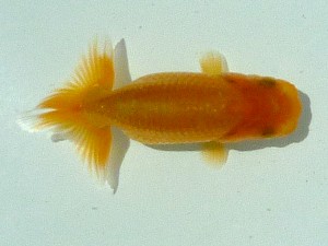 楽友らんちう会　第一回研究会　第一位　伊藤征夫